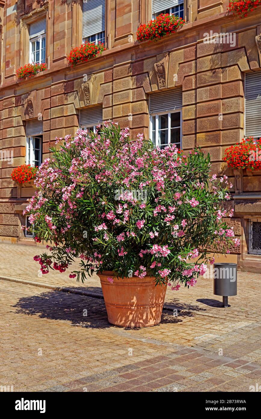 Germany, Rhineland-Palatinate, Speyer, cathedral place, SchUM town, town house, oleander, geraniums, place of interest, tourism, building, architectur Stock Photo