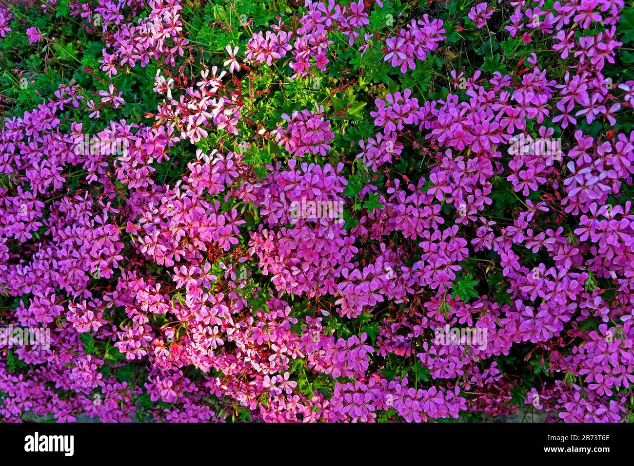 Germany, Baden-Wurttemberg, Bruchsal, Otto Oppenheimer place, flowers, blossoms, geraniums, mauve, plants, flowers, detail, pattern Stock Photo