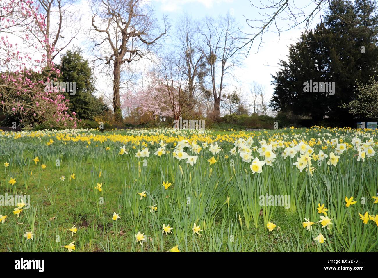 Narcissus (plant) Stock Photo