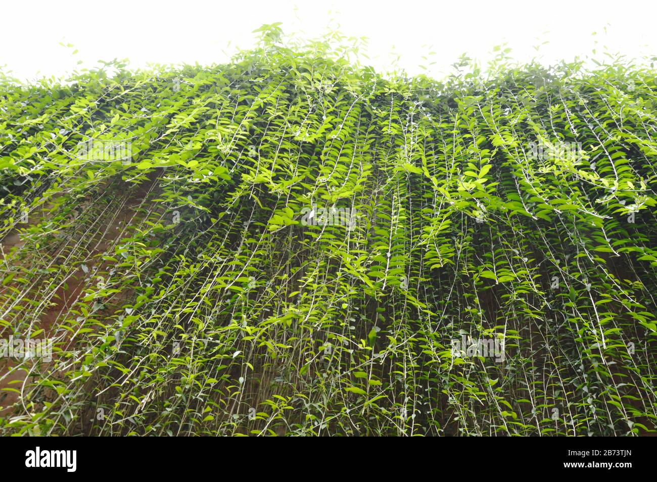 ivy plant climb and hanging on wall Stock Photo Alamy