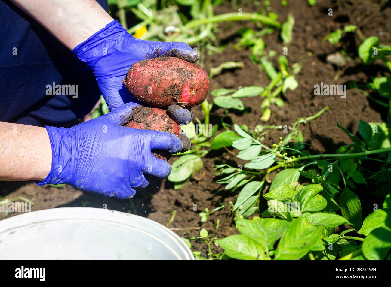 Fresh potato harvest. Hands in gloves holding potatoes. Fresh potatoes dig from ground in the farm. Stock Photo