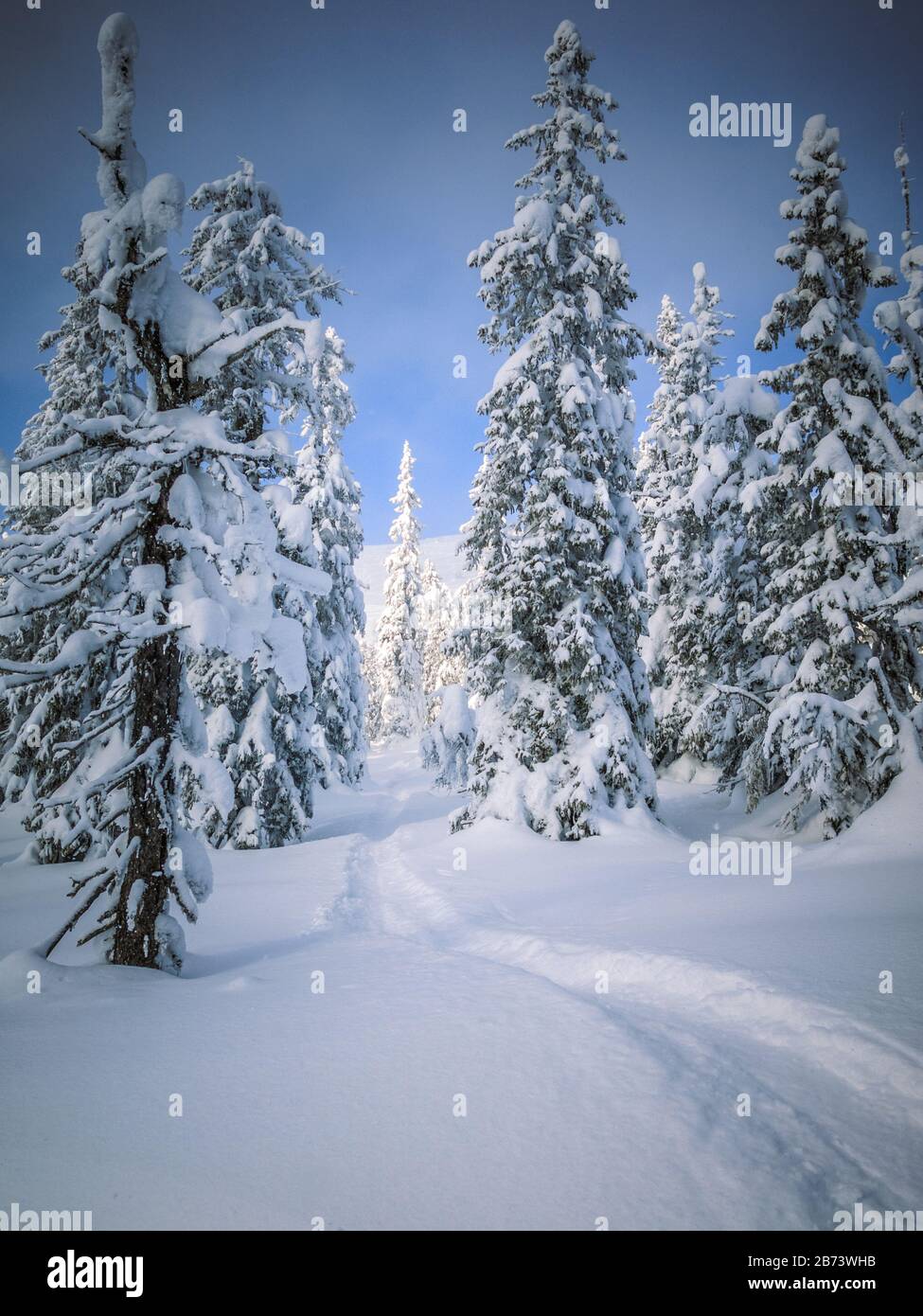 Narrow path in the deep snow, leading through snow clad trees into the wilderness of the Norwegian forest. Stock Photo
