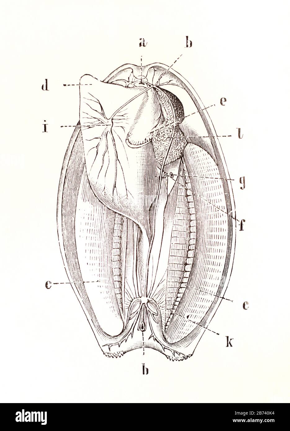 Mollusc - Anodonta Stock Photo