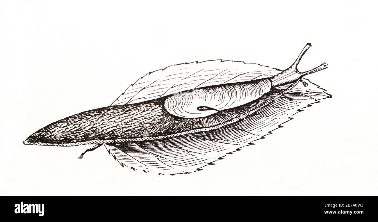 Mollusc - Limax Agrestis. Stock Photo