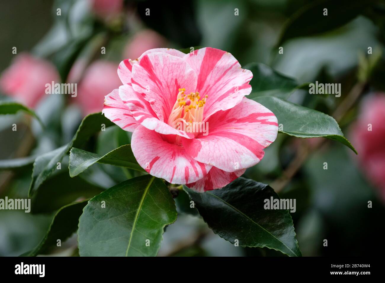 Red-white variegated flowers of Camellia japonica 'Tricolor Superba Stock Photo