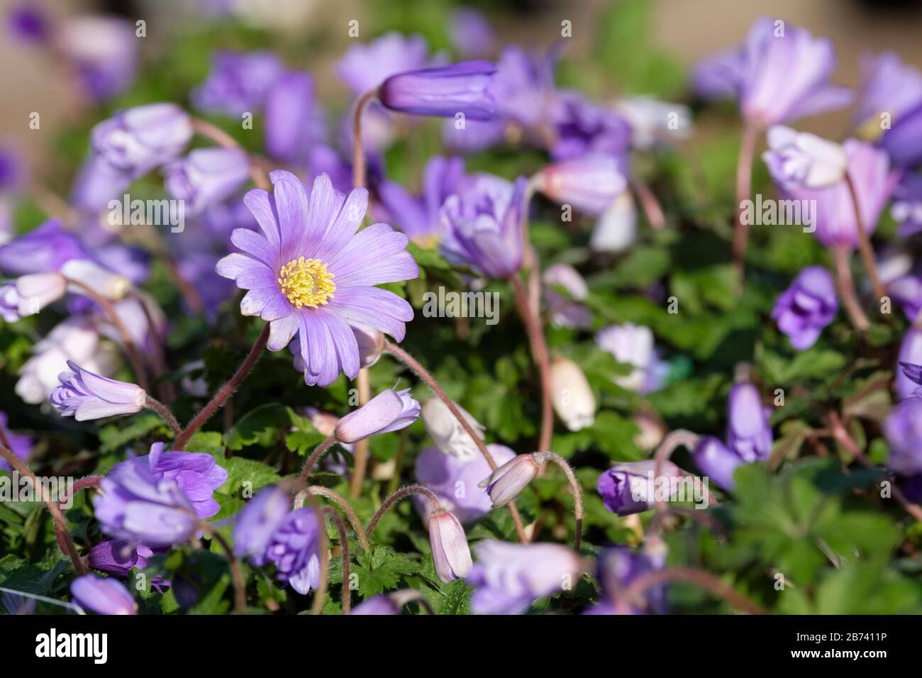 Anemone blanda blue, blue-flowered winter windflower, blue winter windflower, Anemone blanda blue shades Stock Photo