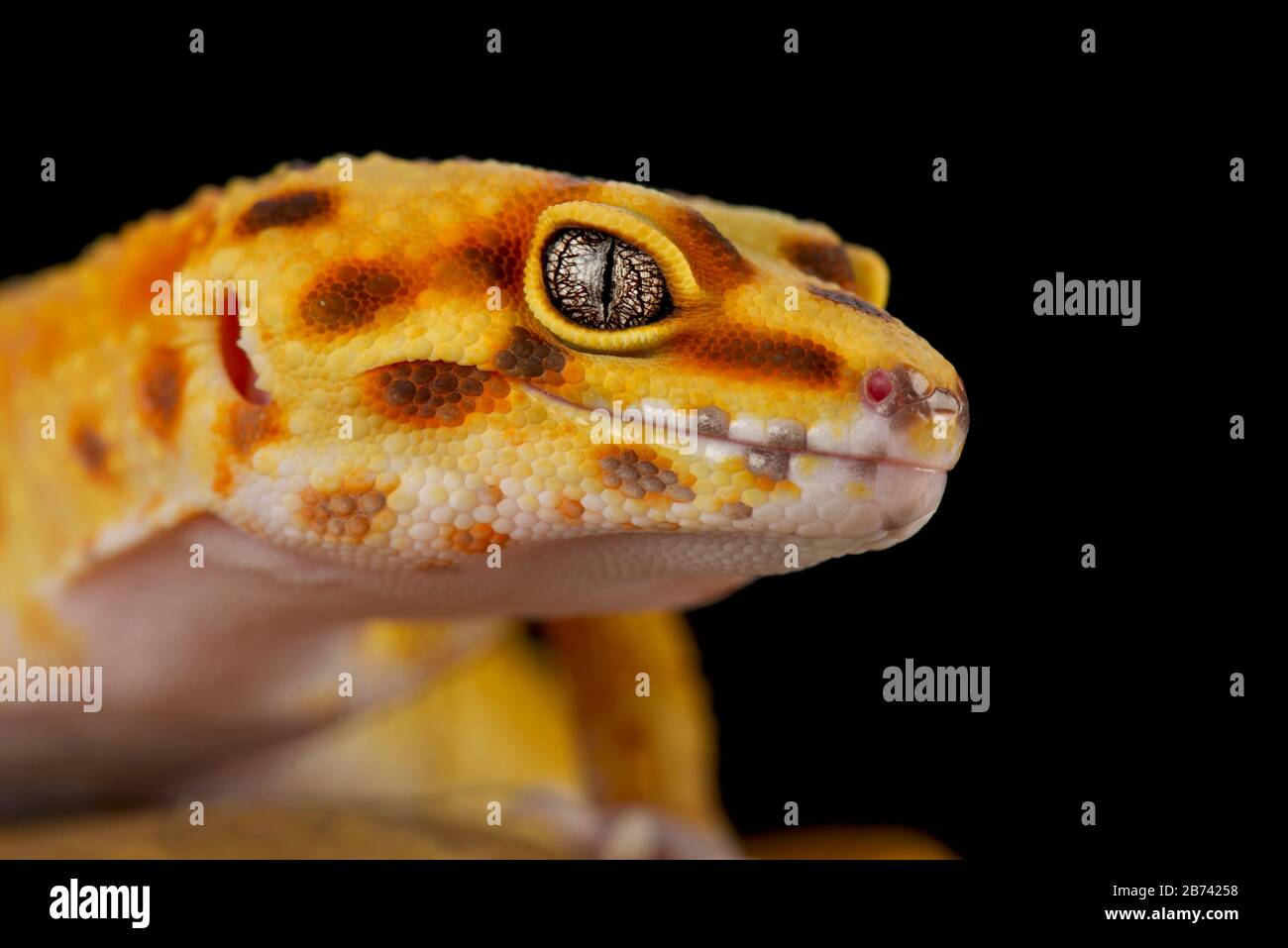 Leopard gecko (Eublepharis macularius) Stock Photo