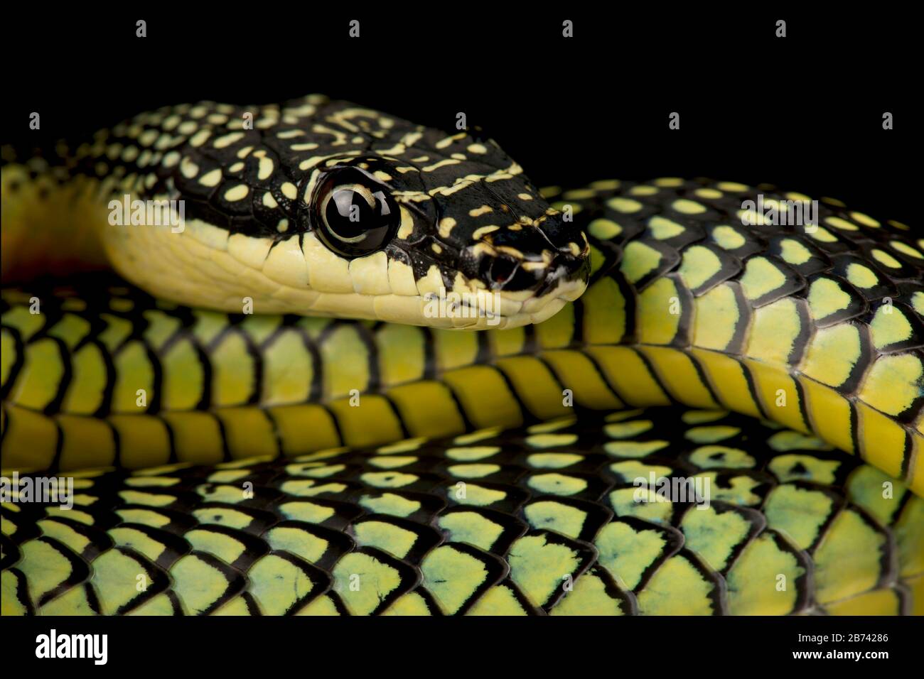 Golden flying snake (Chrysopelea ornata Stock Photo Alamy