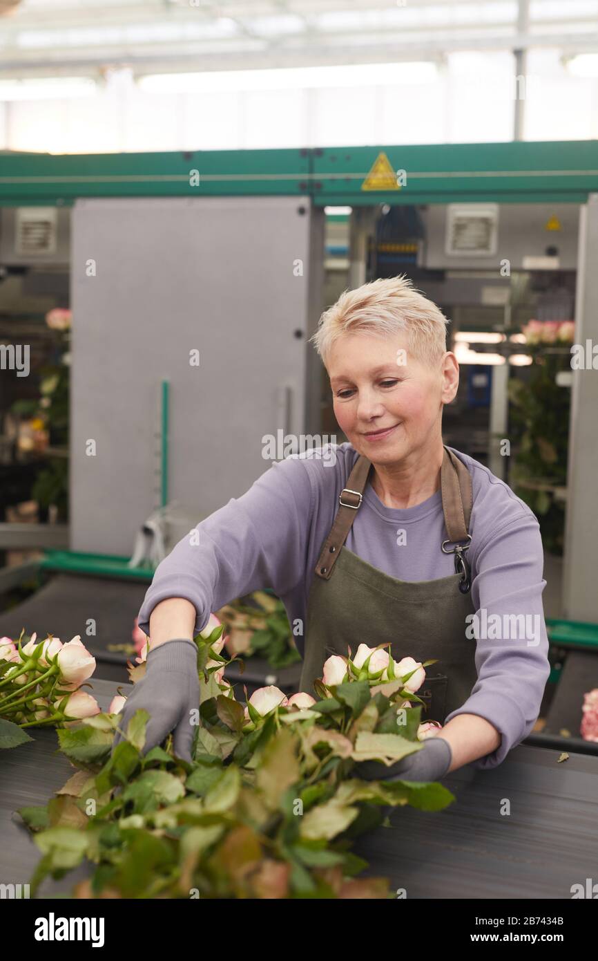 Work Sorting Roses Mature gardener sorting young roses before sending in shops she working ...