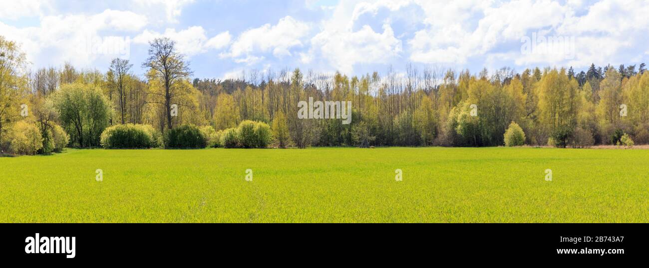 Bright spring beautiful landscape, green field, sunny weather, Green