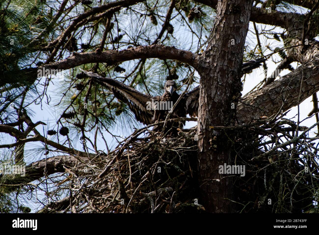Haliaeetus leucocephalus eagle raptor eaglet nest raptor tree hi-res ...