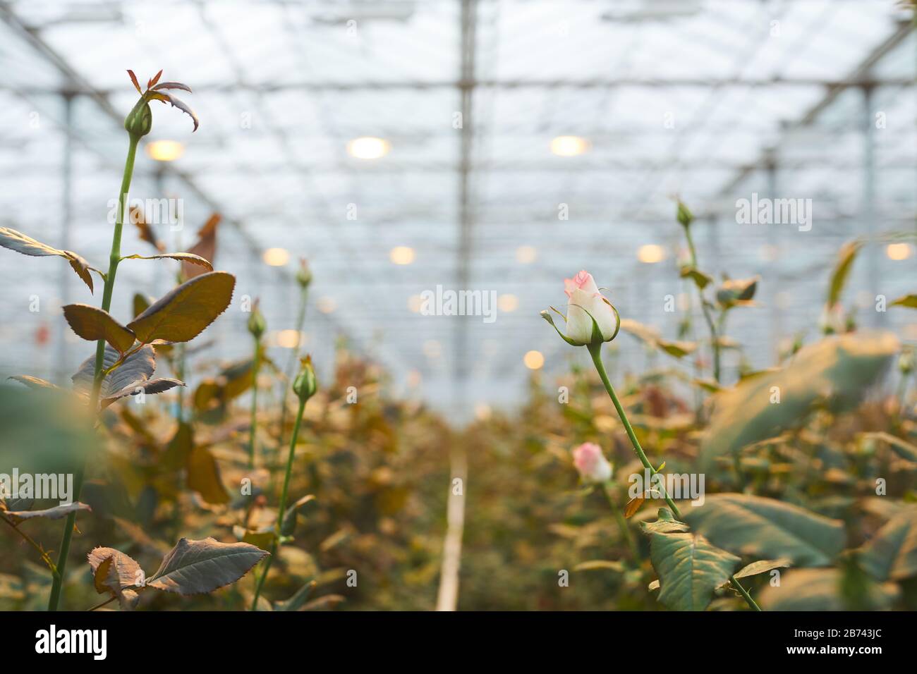 Planting White Roses Field of white roses hi-res stock photography and images - Alamy