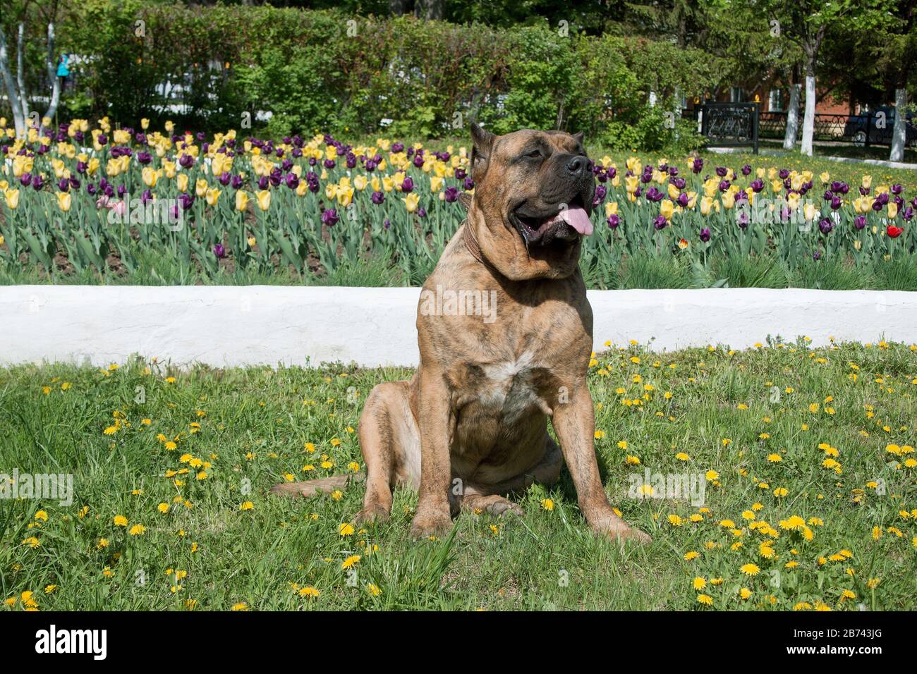 Canary mastiff is sitting near a flower bed with tulips. Perro de presa canario or canarian molosser. Pet animals. Stock Photo