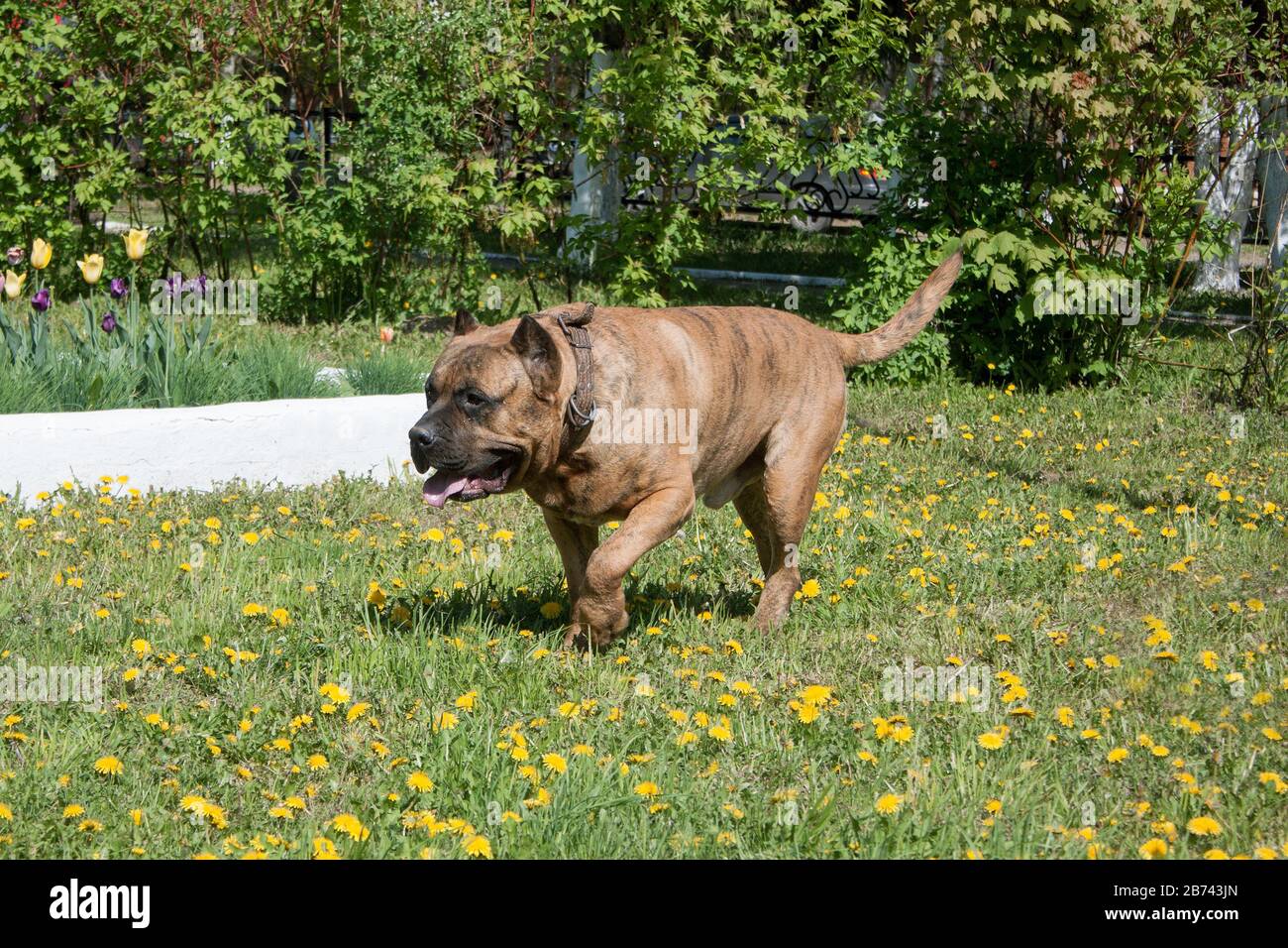 Canary mastiff is walking on a green meadow. Canarian molosser or dogo canario. Pet animals. Stock Photo
