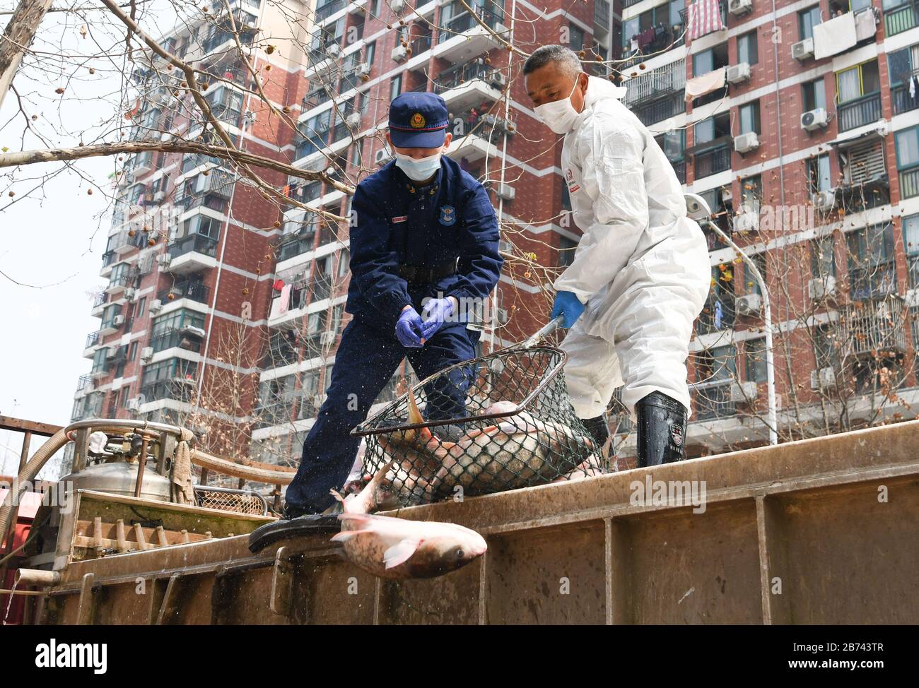 (200313) -- WUHAN, March 13, 2020 (Xinhua) -- Staff members unload fish at a community in Qiaokou District of Wuhan, central China's Hubei Province, March 13, 2020. The first batch of 100 tons of fish transported from Hubei's Xianning City were distributed to communities in Wuhan's Qiaokou District on Friday. (Xinhua/Cheng Min) Stock Photo