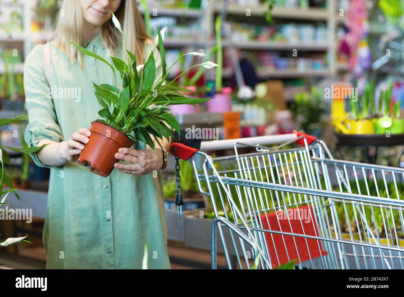 woman pick potted spathiphyllum flower for her home at indoor plant store Stock Photo