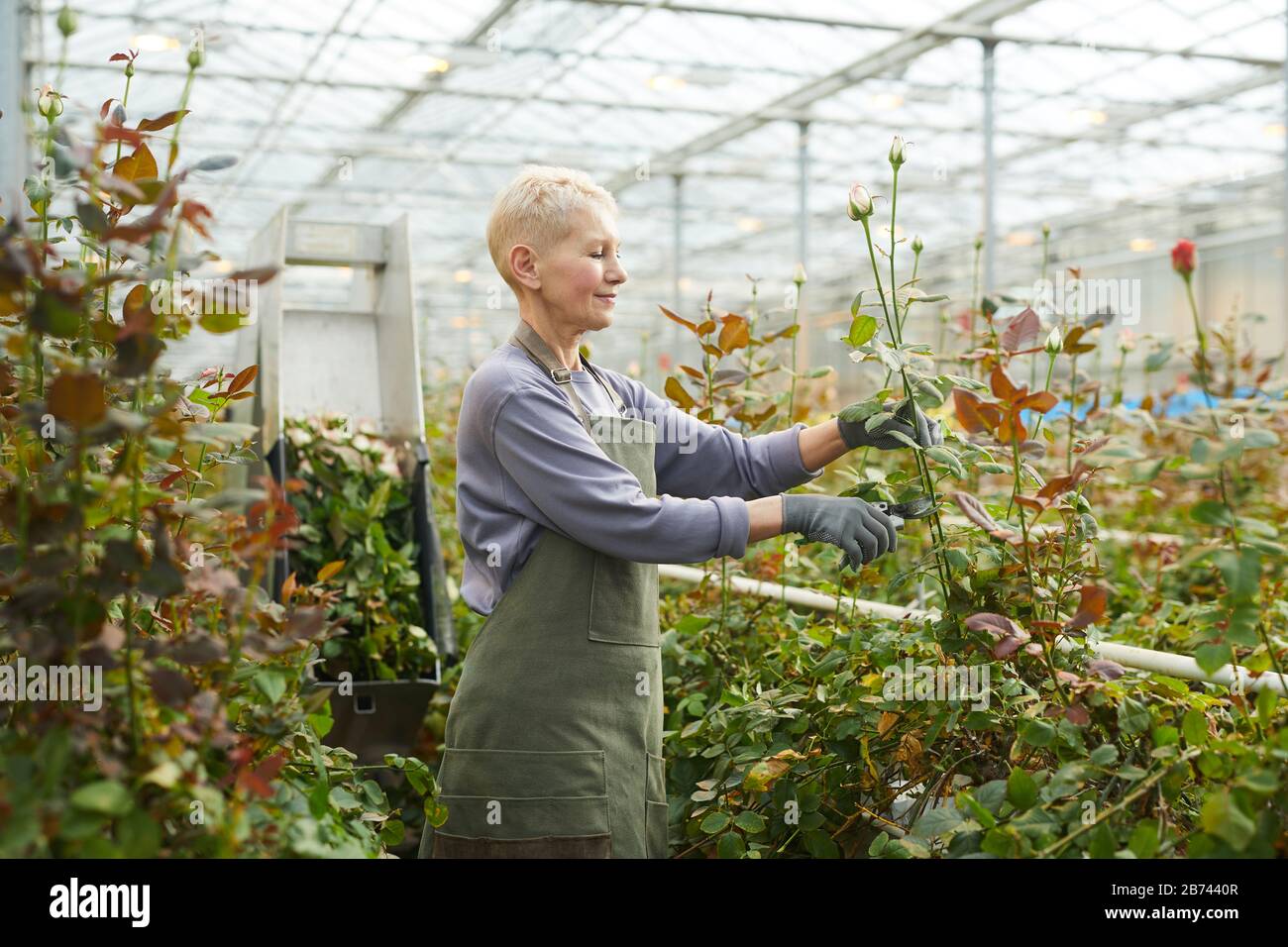 Mature gardener in apron cutting young roses in greenhouse before packing them for shops Stock