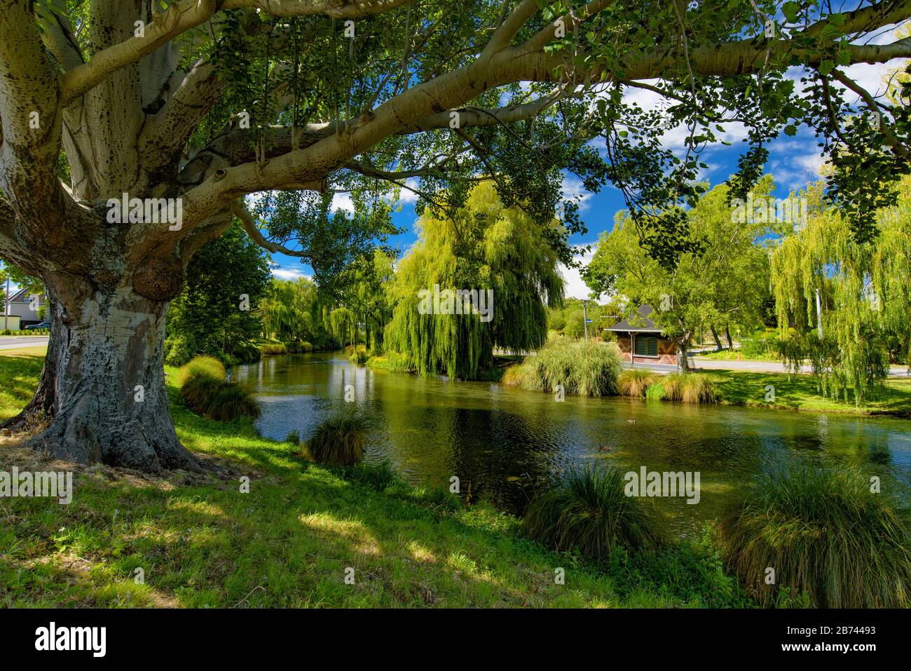Willow trees by Avon River in Christchurch, New Zealand Stock Photo
