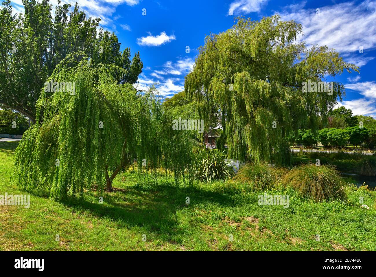 Willow trees by Avon River in Christchurch, New Zealand Stock Photo
