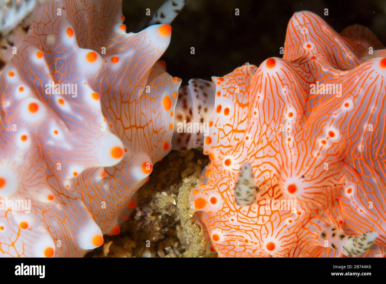 Halgerda batangas nudibranchs mating, Lembeh Strait, Indonesia Stock Photo