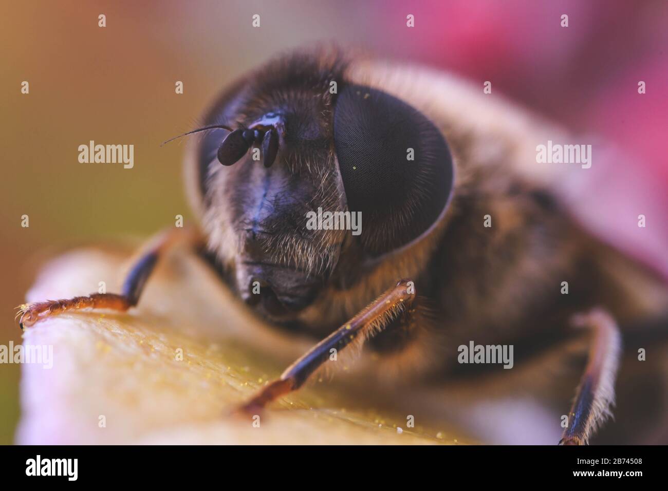bee close up Stock Photo