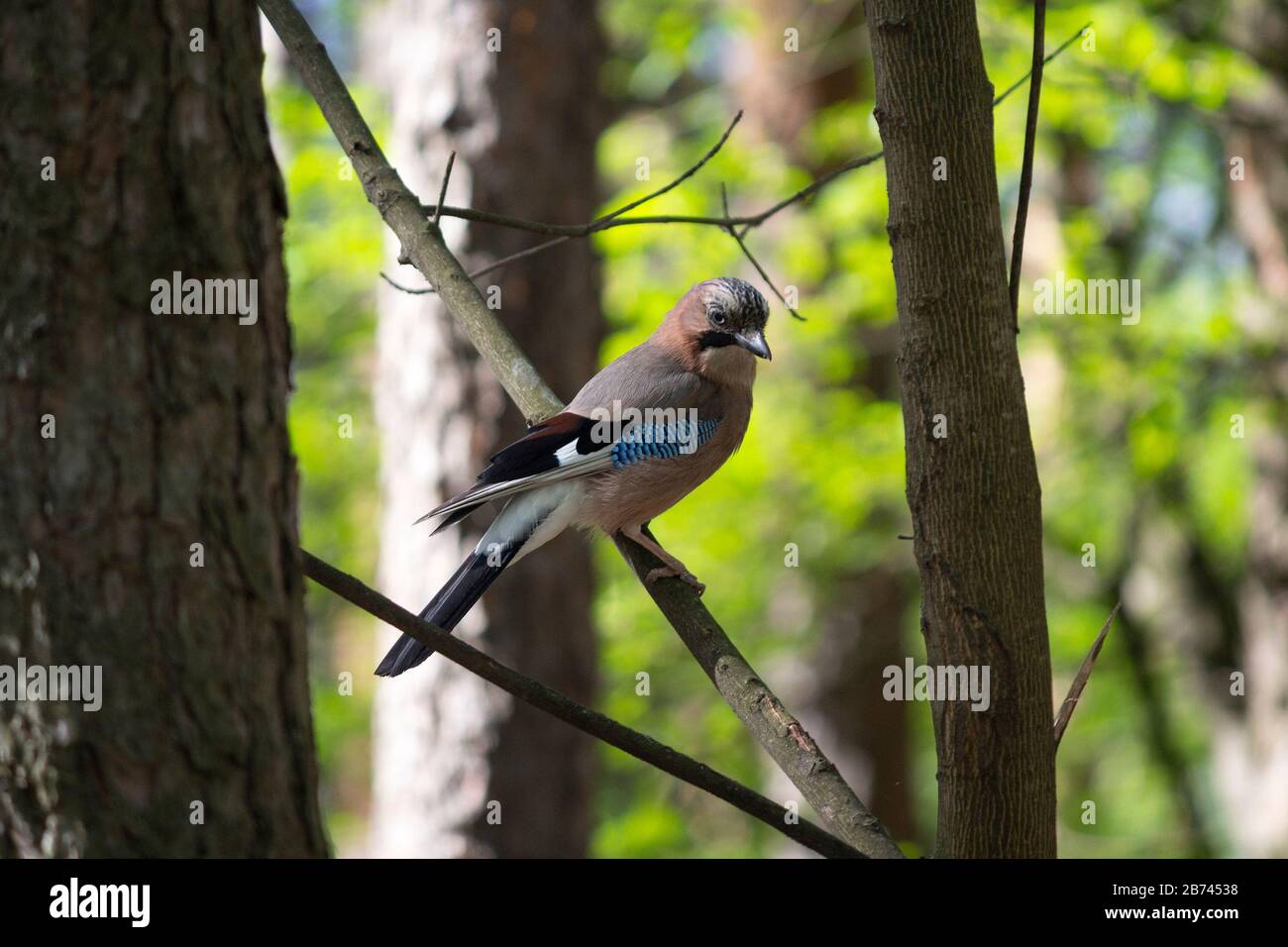 Eurasian Jay perched on a tree branch. Bird Stock Photo