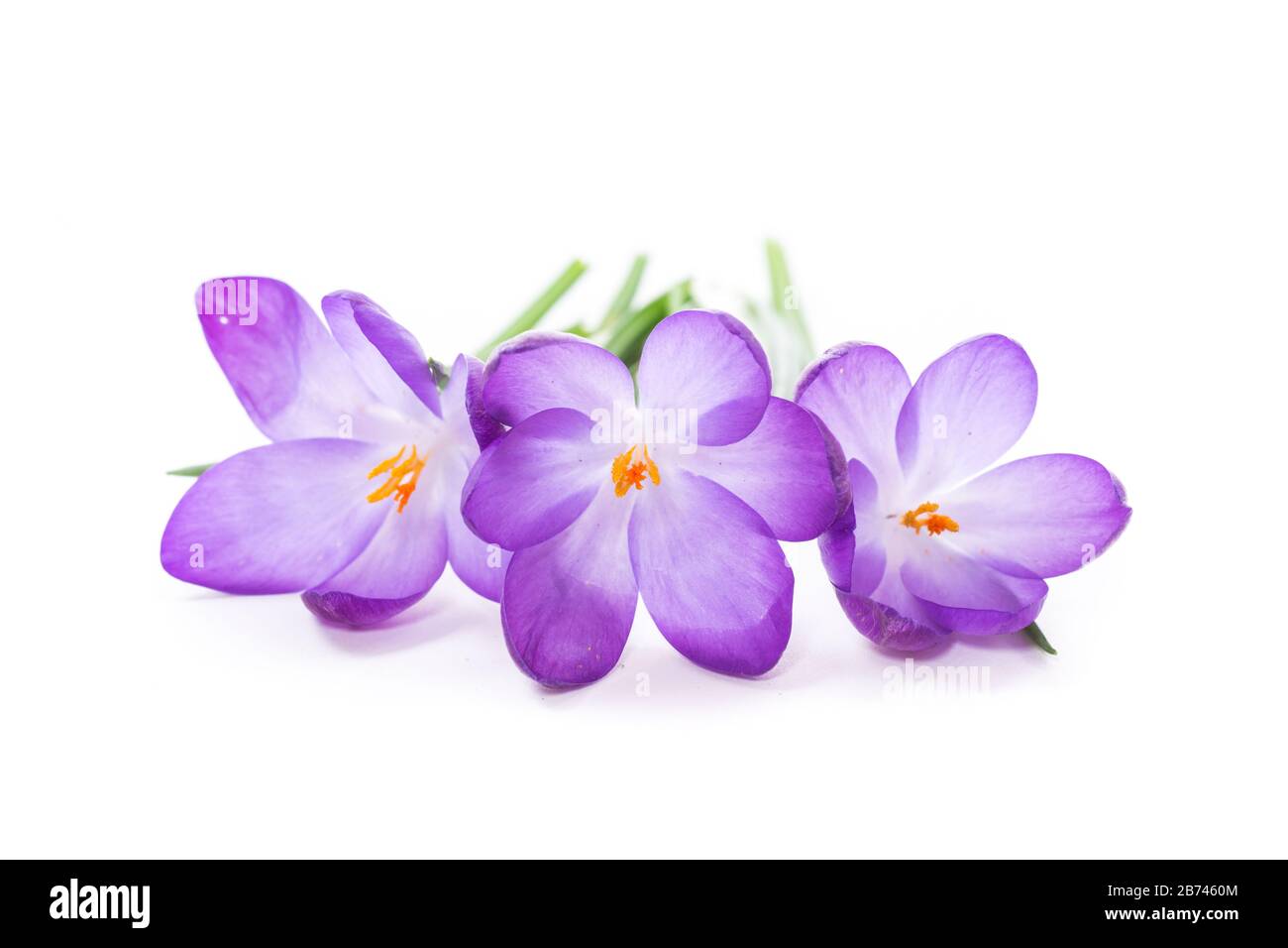 spring purple little crocus flowers isolated on white background Stock ...