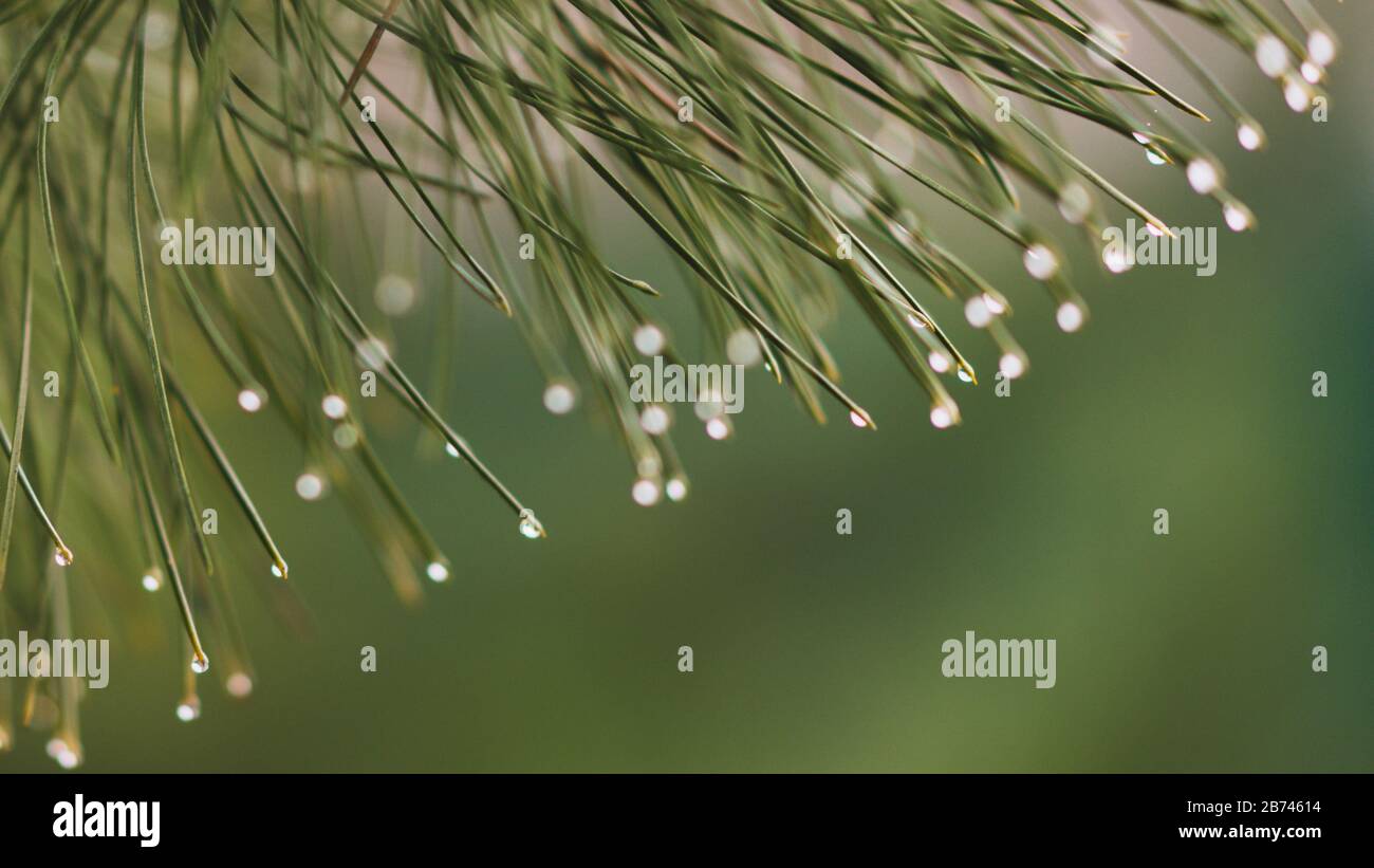 Pine branch with green needles in raindrops closeup. Water drops on the needle ends Stock Photo