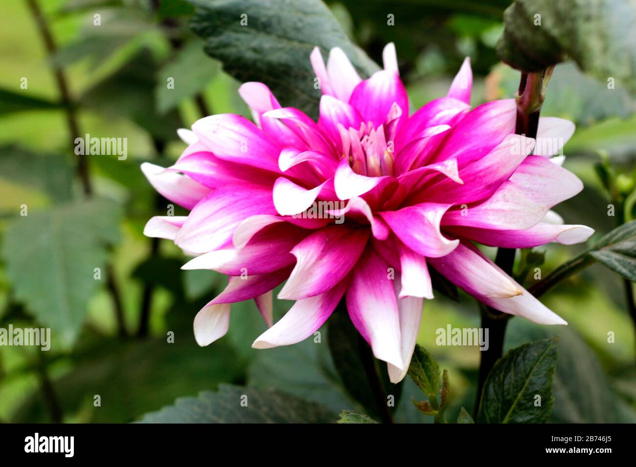 White Pink Flower In Garden Stock Photo