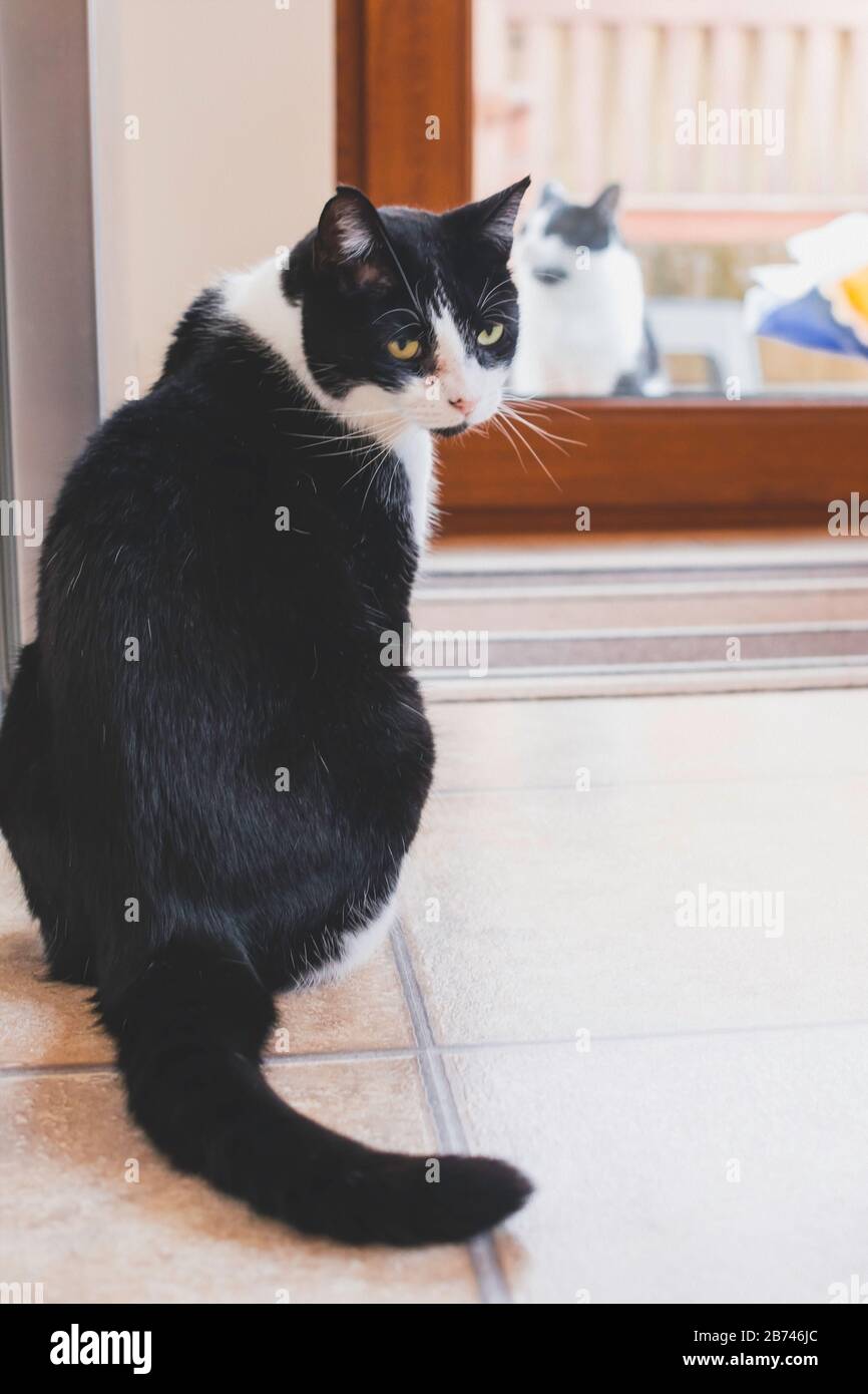 Black and white cat in the kitchen Stock Photo Alamy