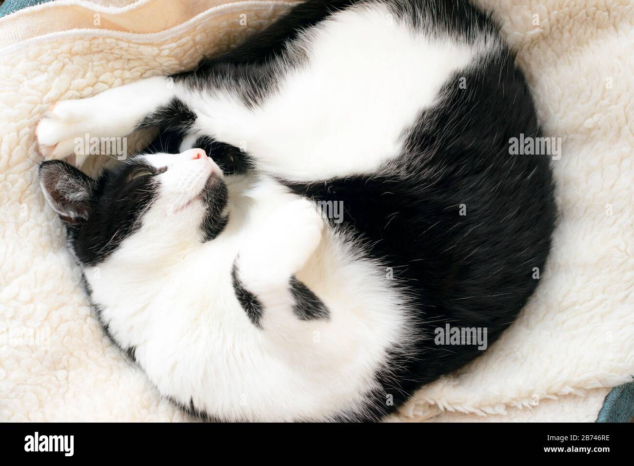 Black and white cat sleep on the bed Stock Photo Alamy