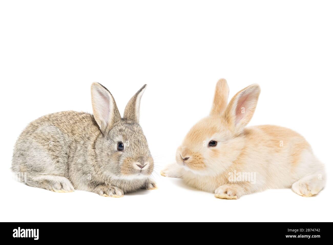 three fluffy rabbits on a white isolated background, a concept for the