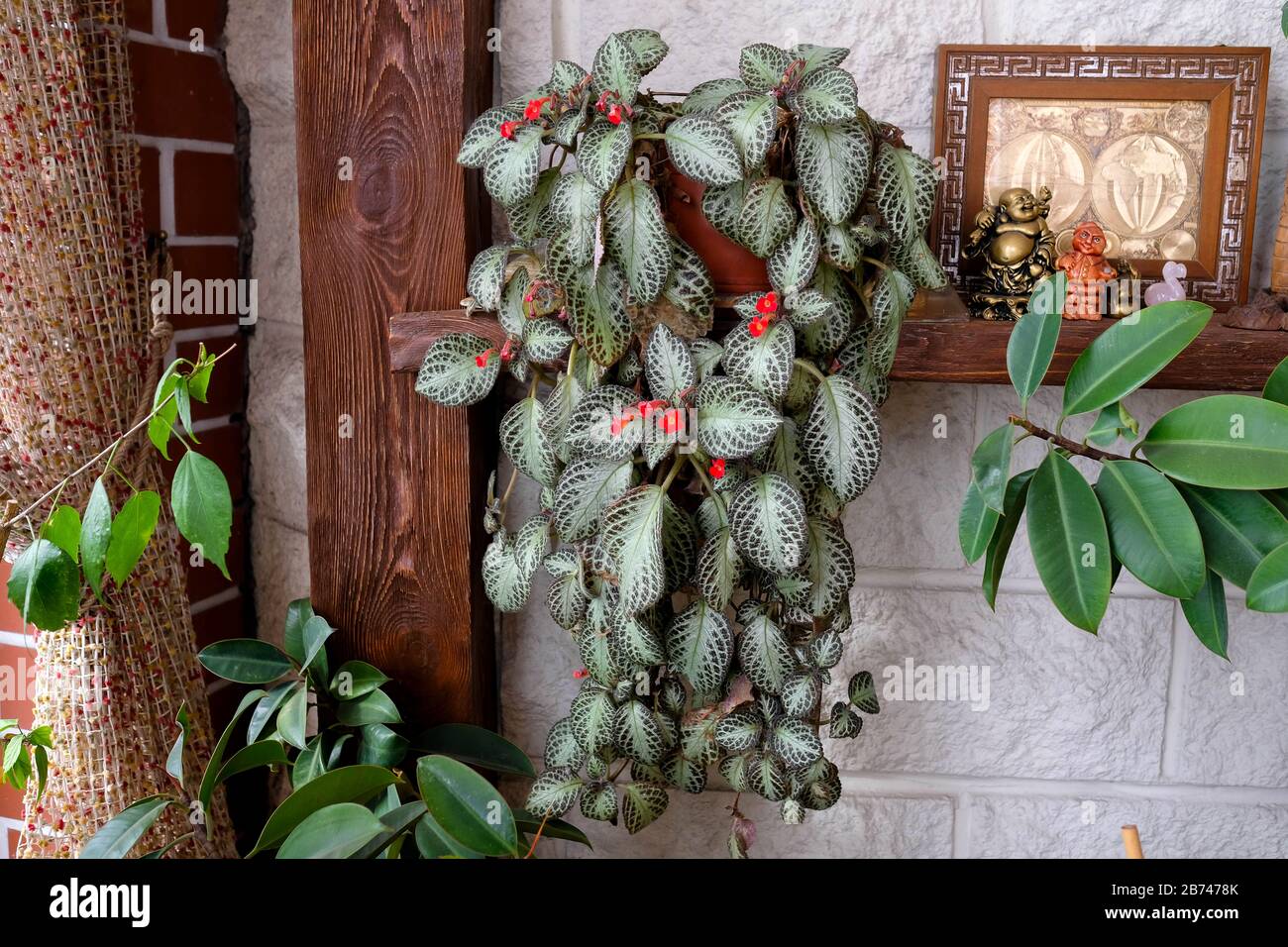 Blooming episcia, houseplant. Beautiful red flower plants in a pot. Indoor plant. has grown. Stock Photo