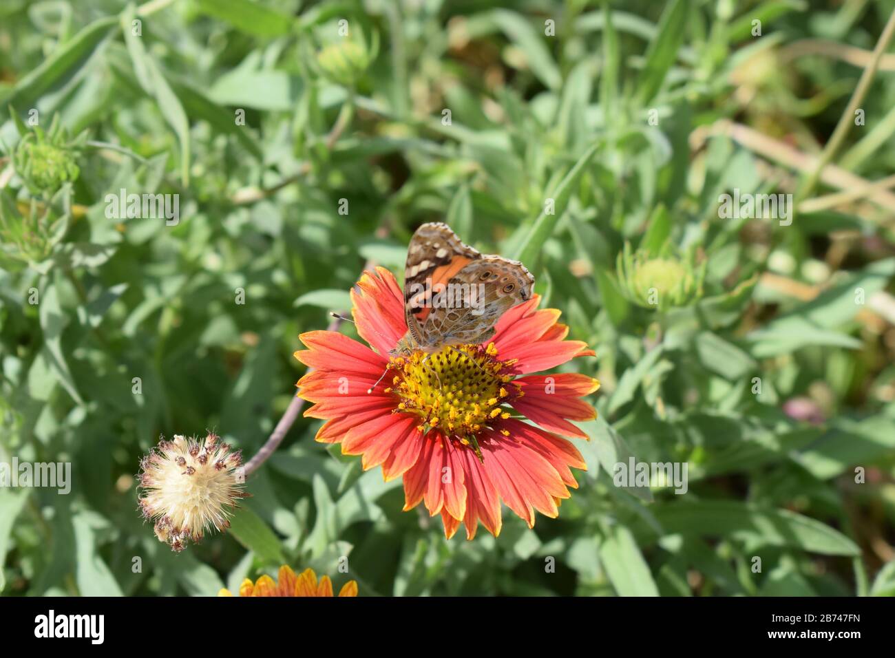 Beautiful garden wallpaper hi-res stock photography and images - Alamy