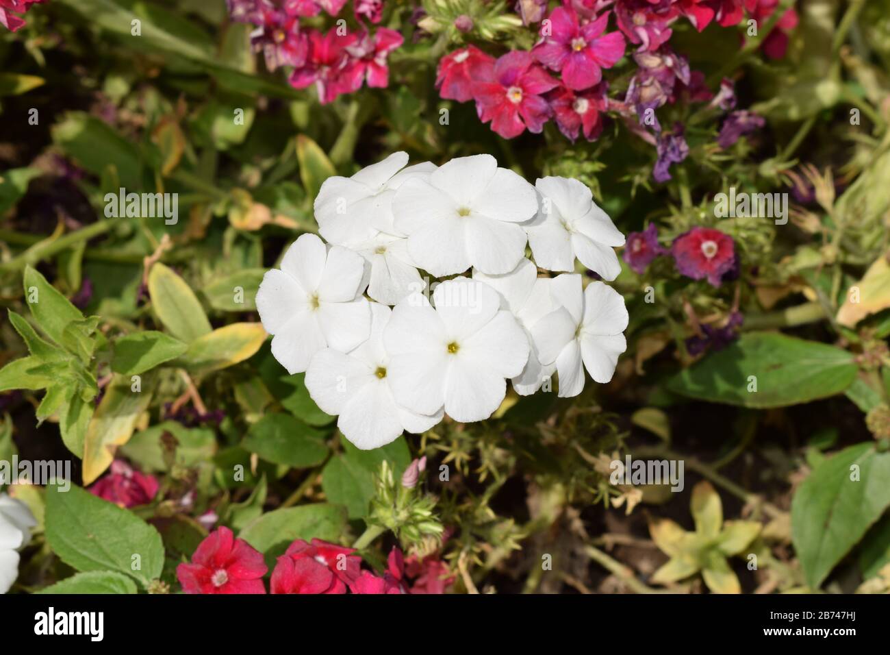 Beautiful garden flower hi-res stock photography and images - Alamy