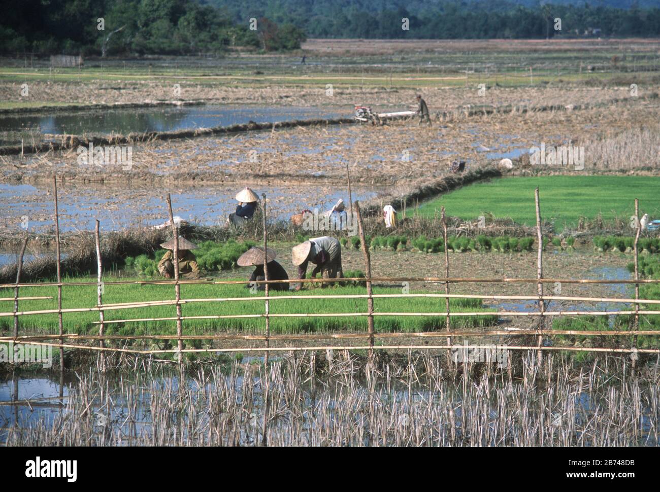 rice paddy hat amazon