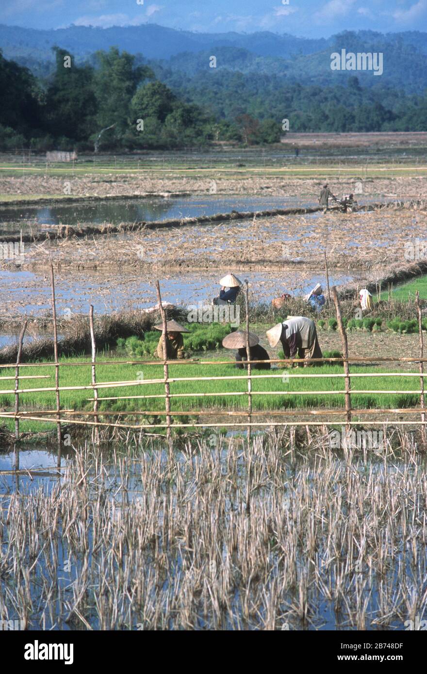 Lao farmers, wearing traditional, conical, straw hats, working in flooded rice paddies / fields near Vang Vien (Vang Vieng), Vientiane Province, Laos. Stock Photo