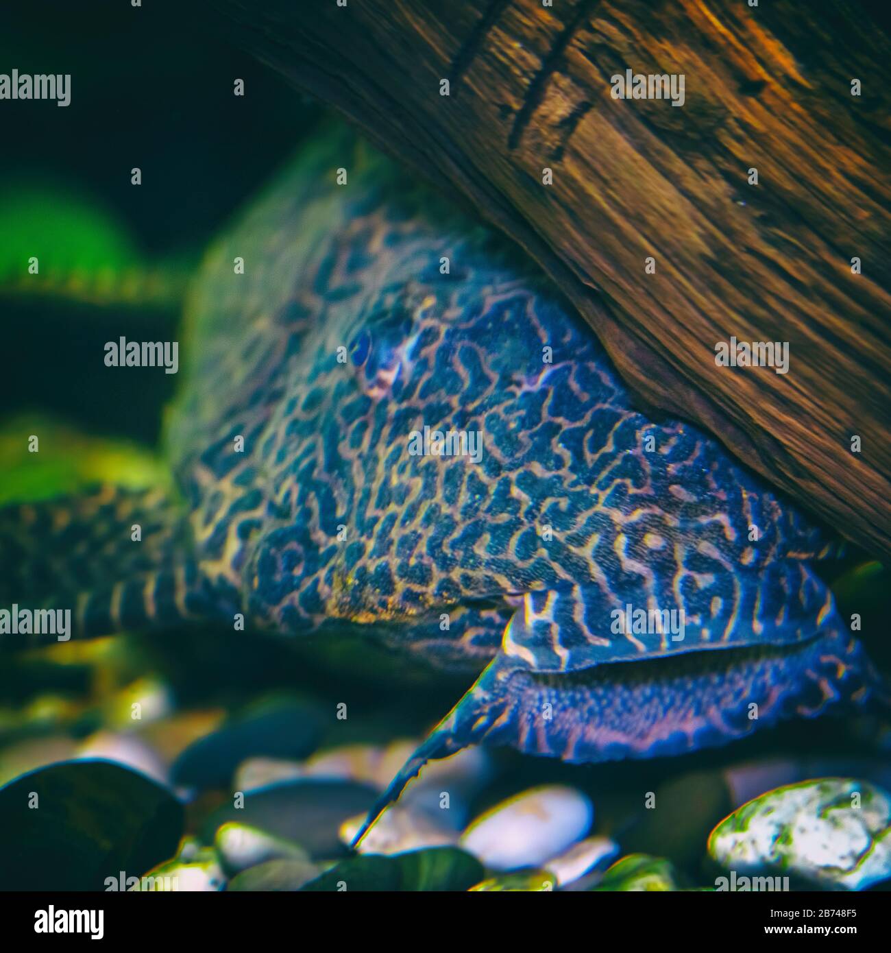 Spotted brocade catfish pterigoplicht under snag. Selective focus Stock Photo