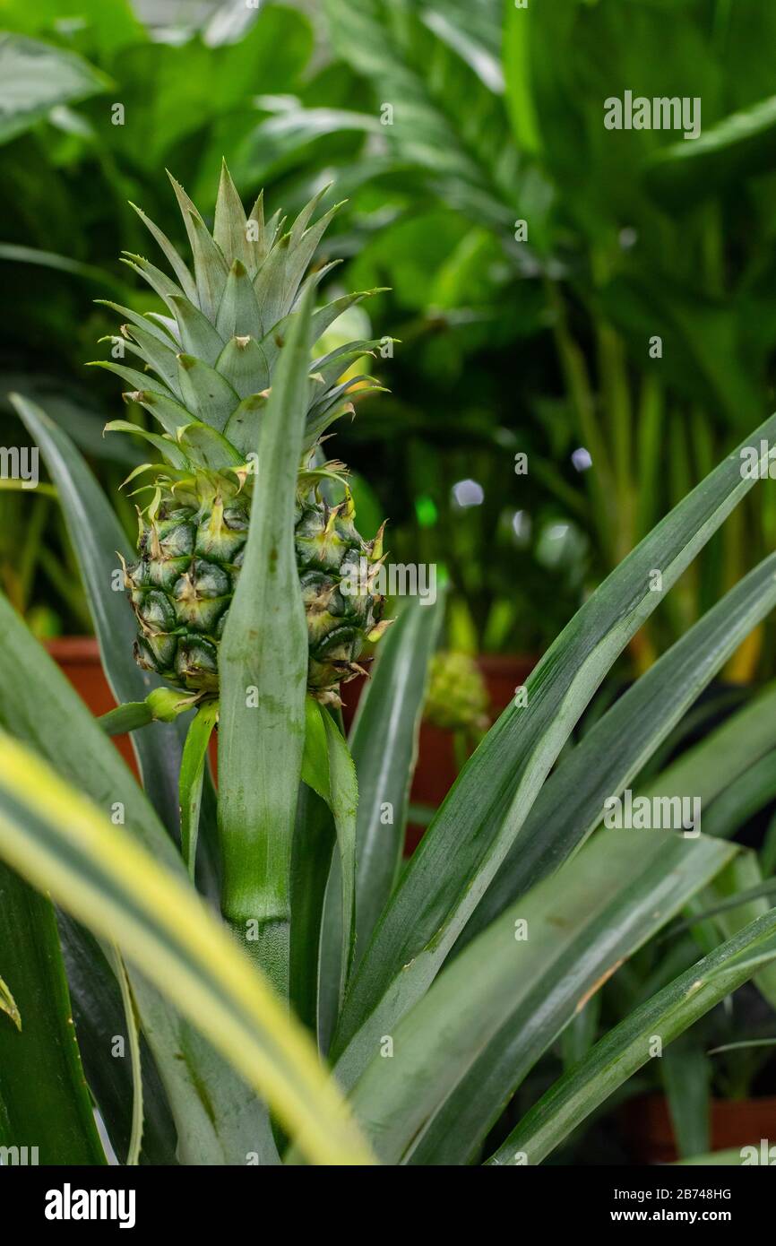 The green pineapple fruit is hiding in the foliage. Natural Ananas comosus pineapple fruit in a tropical greenhouse, one fruit of an exotic fruit Brom Stock Photo