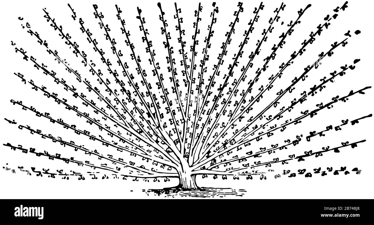 Tree Crop Drawing Productive tree Stock Vector Images - Alamy