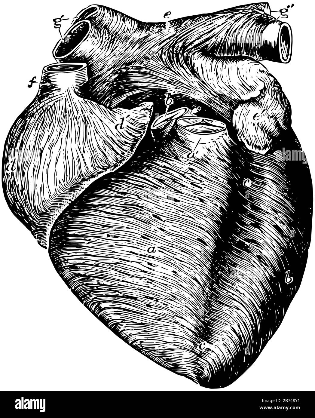 This diagram represents Anterior View of the Heart, vintage line drawing or engraving illustration. Stock Vector