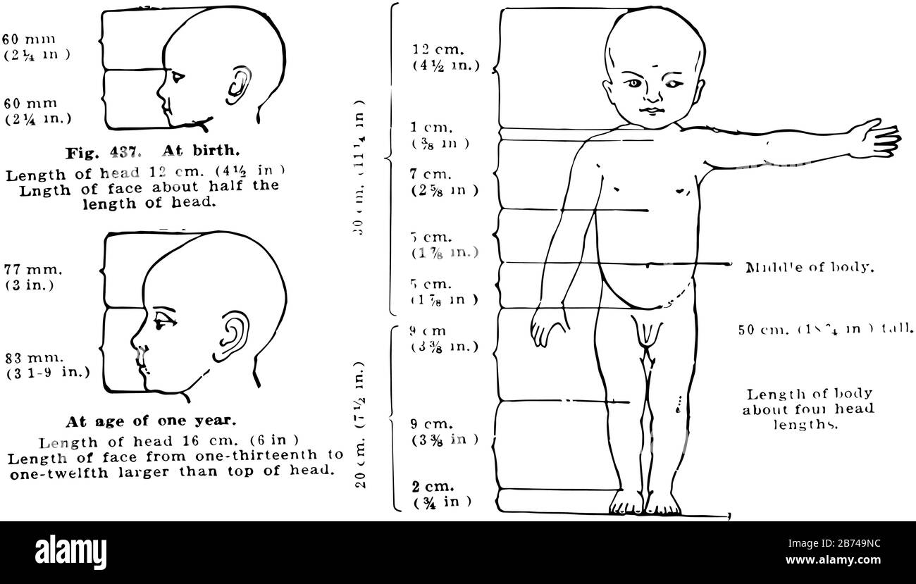 Proportions of a health child's body and head size at birth and at one year of age, vintage line drawing or engraving illustration. Stock Vector