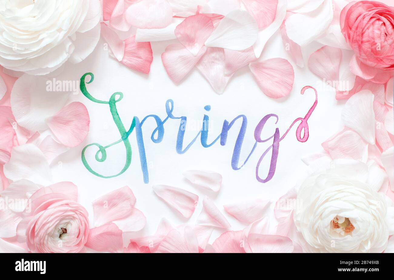 Brush lettering SPRING and pink ranunculus flowers and petals top view ...
