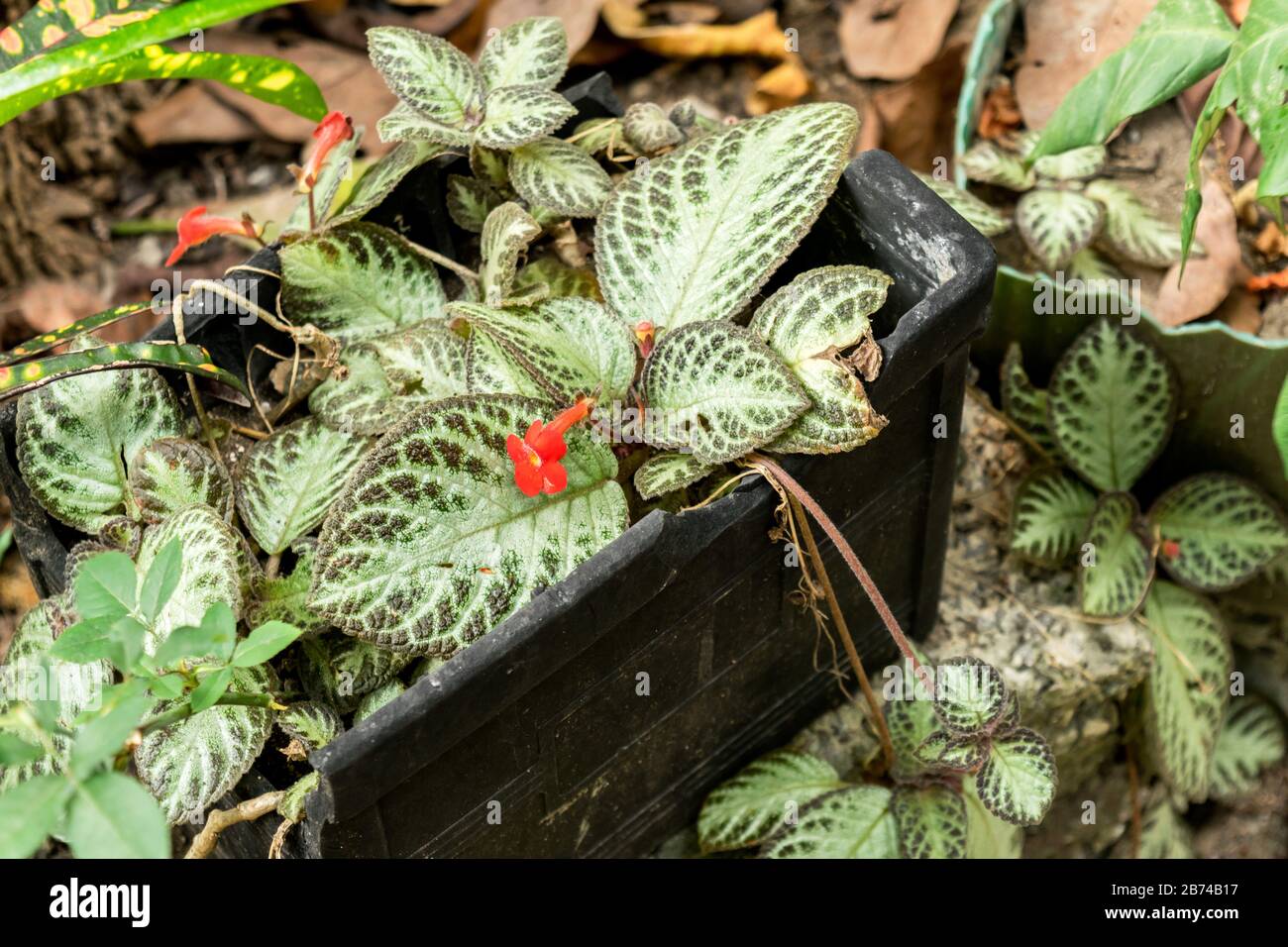 Episcia cupreata plant growing inside an old plastic black pot. Stock Photo