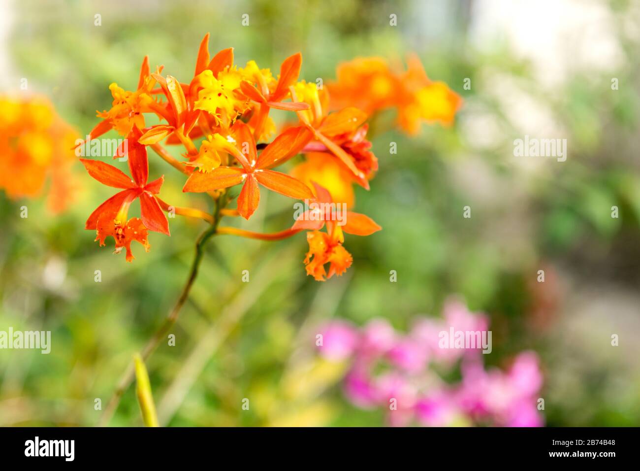 Orange epidendrum orchid standing out in a small garden in Cuba. Stock Photo