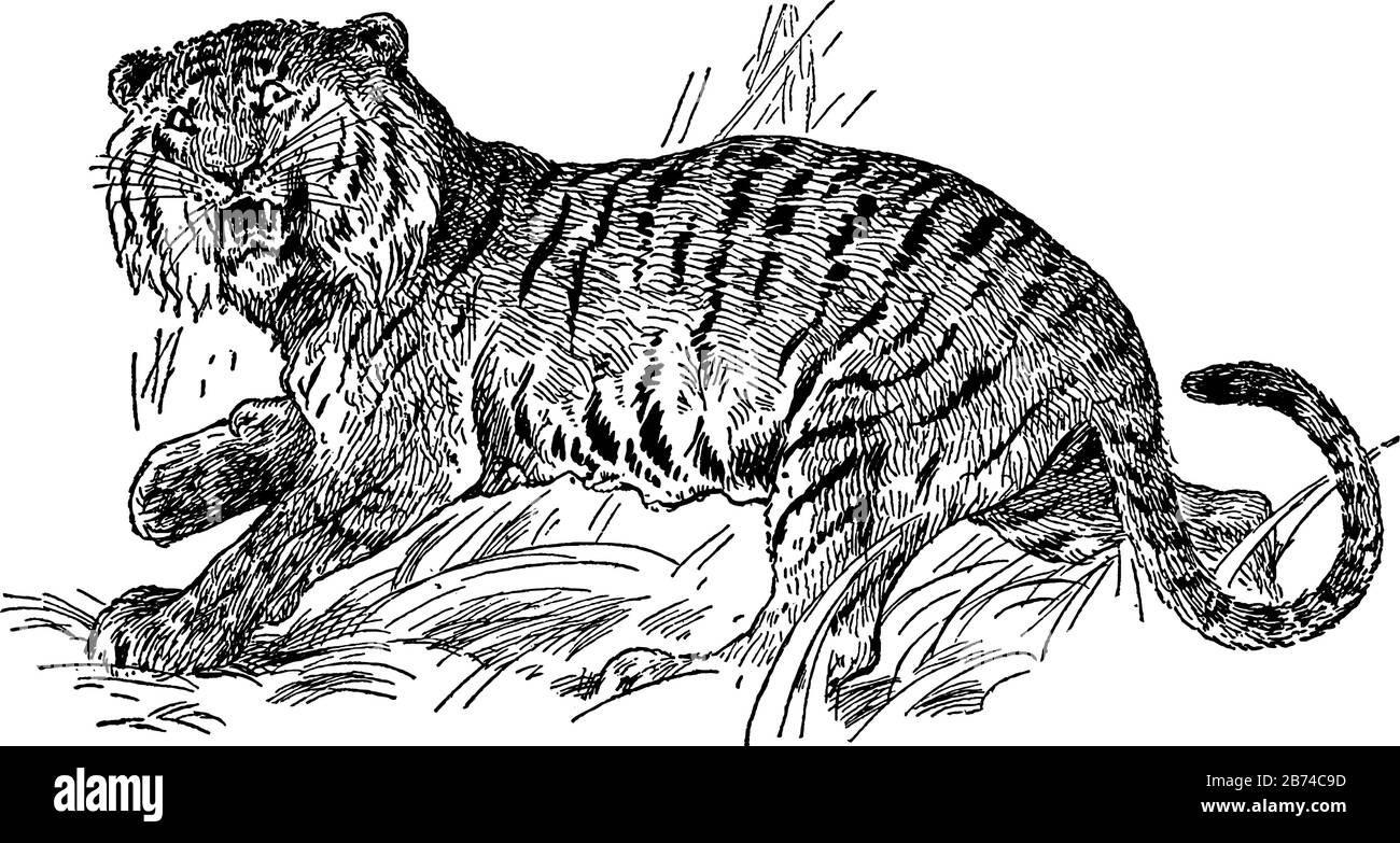 The tiger, vintage line drawing or engraving illustration Stock Vector