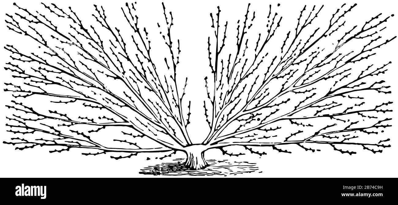 This illustration represents Dumontier Fan which is merely a refinement ...