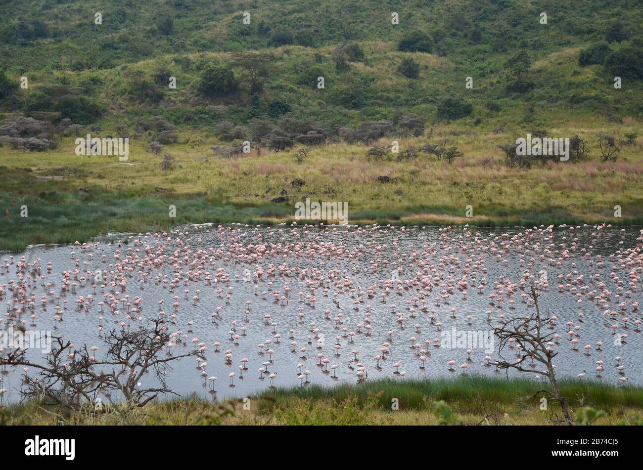 Flamingos in Momela Lake in Arusha National park Stock Photo