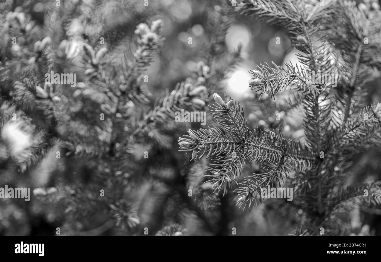 Christmas is coming. Branches of pine spruce close up. Coniferous evergreen spruce tree. Immortality eternal life. Spruce or conifer plant. Spruce fir or needles on natural background selective focus. Stock Photo