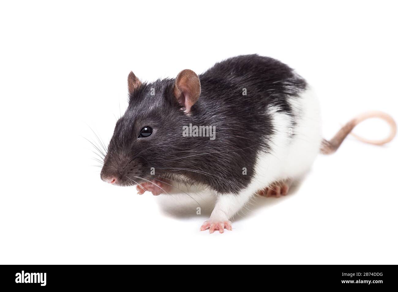 rat close-up isolated on white background, the rat is a symbol of the year 2020 Stock Photo